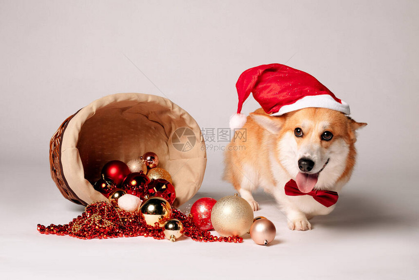 柯基犬和圣诞节概念图片