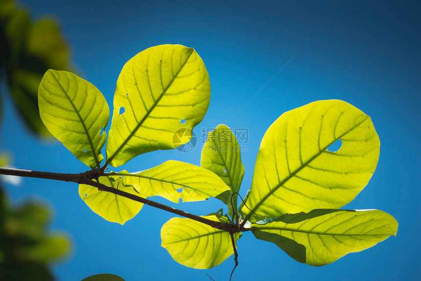 绿叶背景纹理热带雨林丛香蕉叶棕榈树上的生态花园绿化明亮自然抽象图案设计元素绿色生态图片