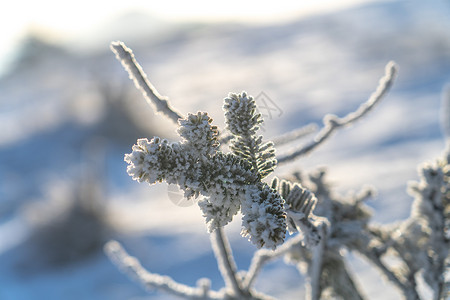 冬季秦岭雾凇冰雪覆盖的植物图片