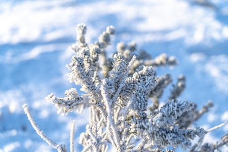 冬季秦岭雾凇冰雪覆盖的植物雪山高清图片素材