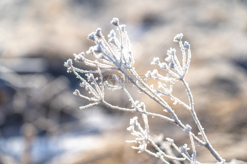 冬季秦岭雾凇冰雪覆盖的植物图片