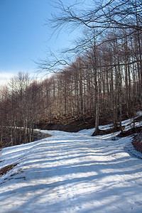 西里诺山上的雪树图片