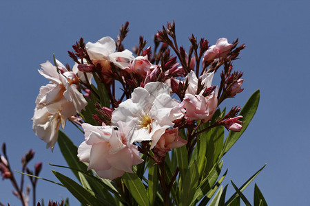 南法国欧洲春季的Olea图片