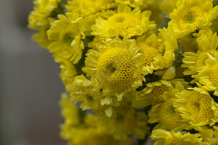 黄色花朵Chrysanthoum德图片
