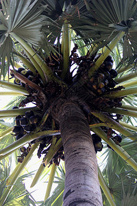 包括亚洲巴尔米拉棕榈托迪棕榈糖棕榈或柬埔寨高清图片