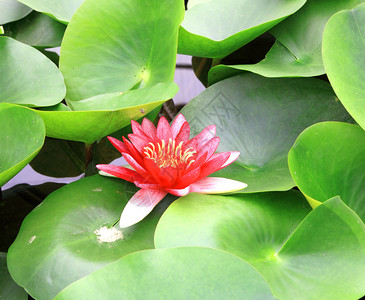 莲花和莲花植物自然图片