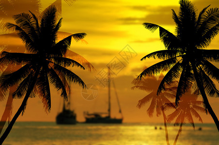 沙滩上的椰子树剪影图片