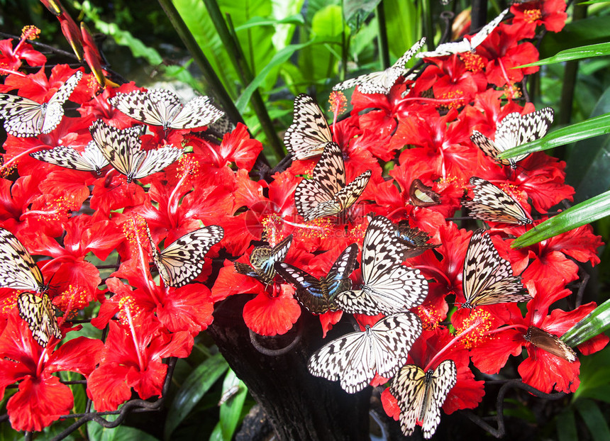 美丽的蝴蝶是只在温暖的月份才发现的短命昆虫群蝴蝶是鳞翅目昆虫纲的一部分成年蝴蝶有大而通常颜色鲜艳的翅膀图片