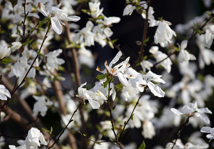 春天花园里盛开的白玉兰树图片