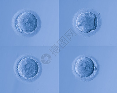人体细胞蛋图片