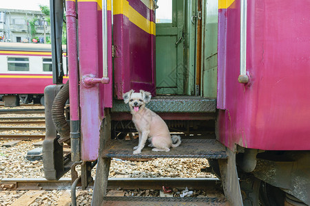 火车上的可爱狗图片