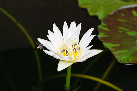 美丽的莲花与蜜蜂自然美丽的图片