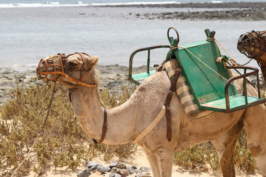 单峰骆驼也是人类宝贵的朋友陪伴他在炎热的撒哈图片