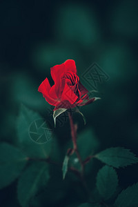 美丽的仙女梦幻般的魔法红色深红色玫瑰花在褪色的模糊绿色背景上图片
