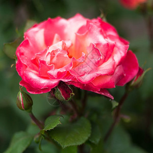 花园里的粉红玫瑰图片