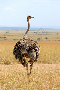 肯尼亚保留公园非洲女食肉动物Struuthiocu图片