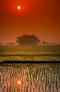 德赖Terai的日落Chitwan皇家国公园附近图片