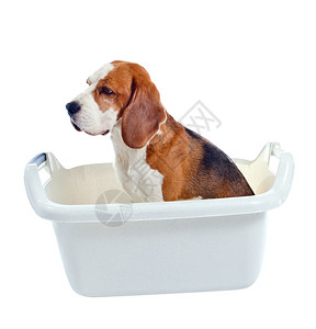 在浴池里可爱的狗孤立图片