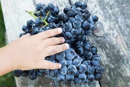 孩子握着葡萄的手红酒葡萄黑葡萄图片