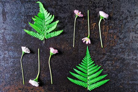 石上框架有菊花和绿芽叶子图片