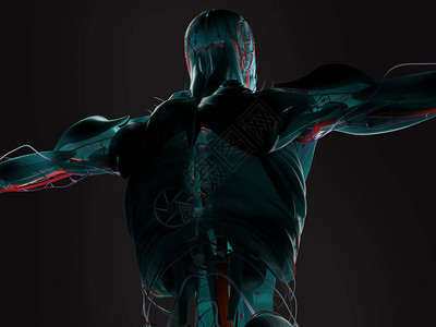 人体背部模型3D插图图片