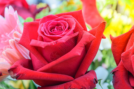 一束美丽的红玫瑰花图片