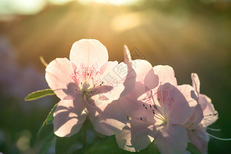 春天的花朵杜鹃花在阳光下与光线图片