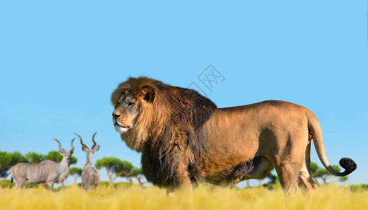 背景羚羊中大草原上的狮子图片