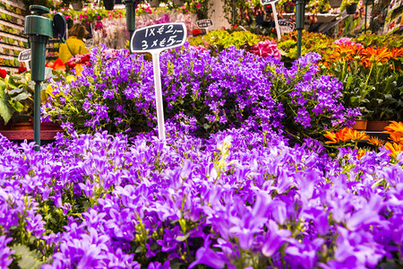 彩色美丽的花朵供出售紫色图片