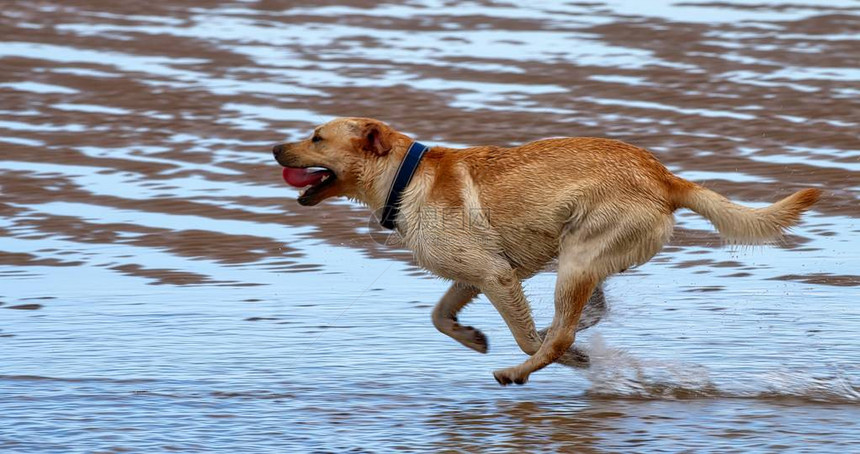 狗在沙滩上跑得快图片