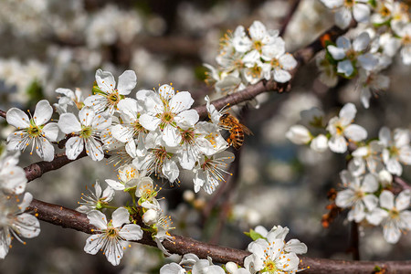 蜜蜂在春天从白花中收集花粉在开花图片