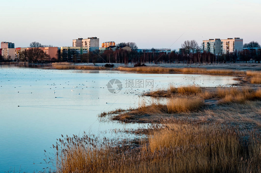 鸟儿在日出的颜色中筑巢和飞越城市湖拉脱维亚利耶帕亚图片