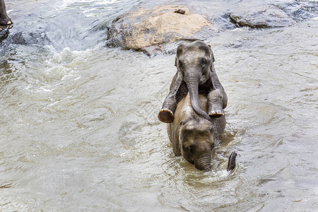 MahaOya河大象在Pinnawal图片