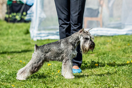 绿色草地的野外小狗SchnautzerZwergschan图片