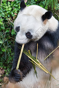 大熊猫在动物园吃竹子特写图片