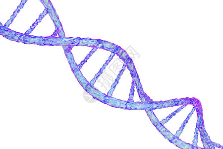 在白色背景上分离的双螺旋脱氧核糖酸图片