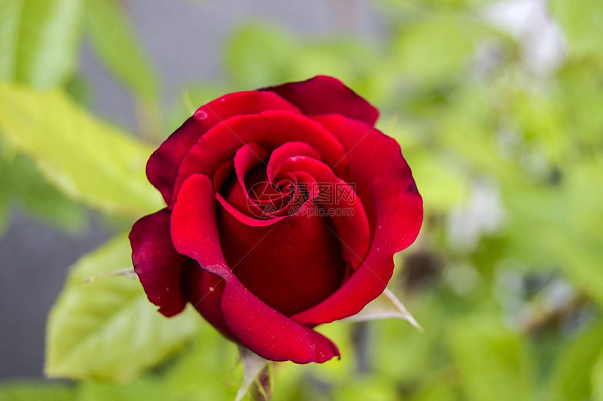 适合网页设计的最美妙的天然玫瑰图片