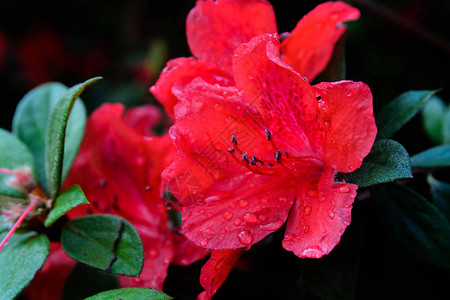 混合AzaliaRhododendron混合体是野生玫背景图片
