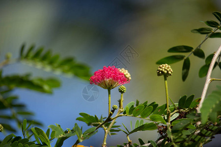 特写粉扑或头粉扑图片