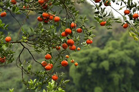 挂满枝头成熟的柑橘果园高清图片素材