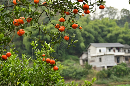 果树枝头挂满枝头红澄澄的柑橘水果背景