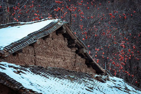 冬天雪后的柿子树背景图片