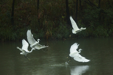 湖面上滑行飞翔的白鹭背景图片