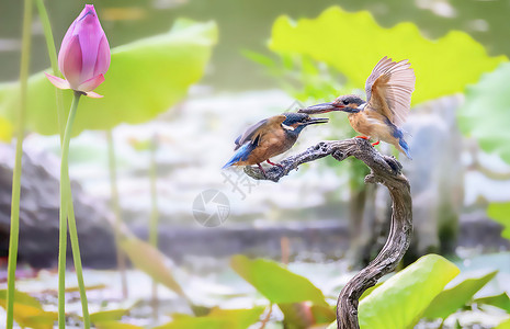 荷花杆上的翠鸟荷花池中捕鱼喂食的翠鸟背景