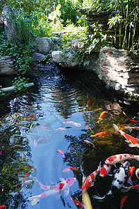 锦鲤鱼鱼池锦鲤背景