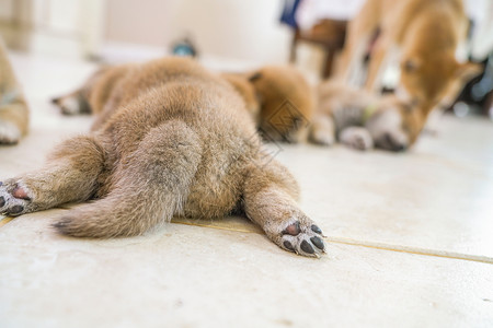 趴着睡觉的小狗趴在地上睡觉的狗崽背影背景