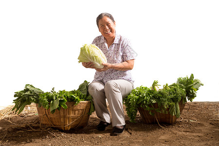 收获白菜农民菜农拿着大白菜背景