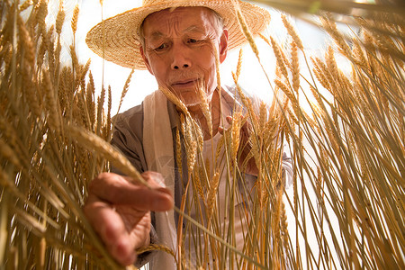 拿着麦穗农民老农民拿着麦子背景