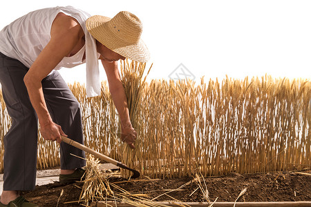 农民收割麦穗老农民在割麦子背景