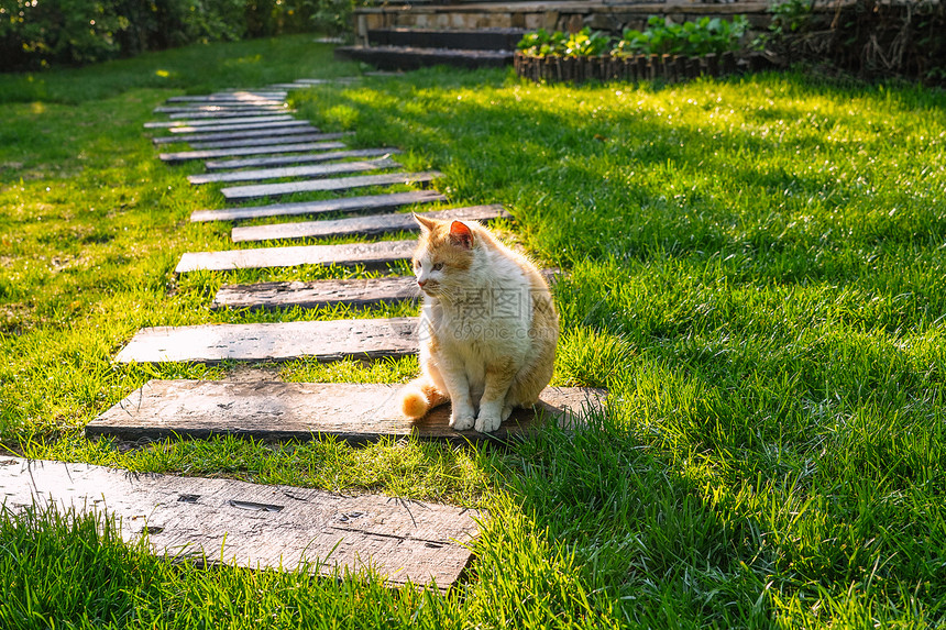 庭院里的猫图片